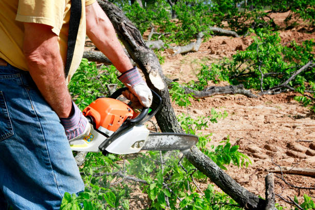 Best Palm Tree Trimming  in Waskom, TX